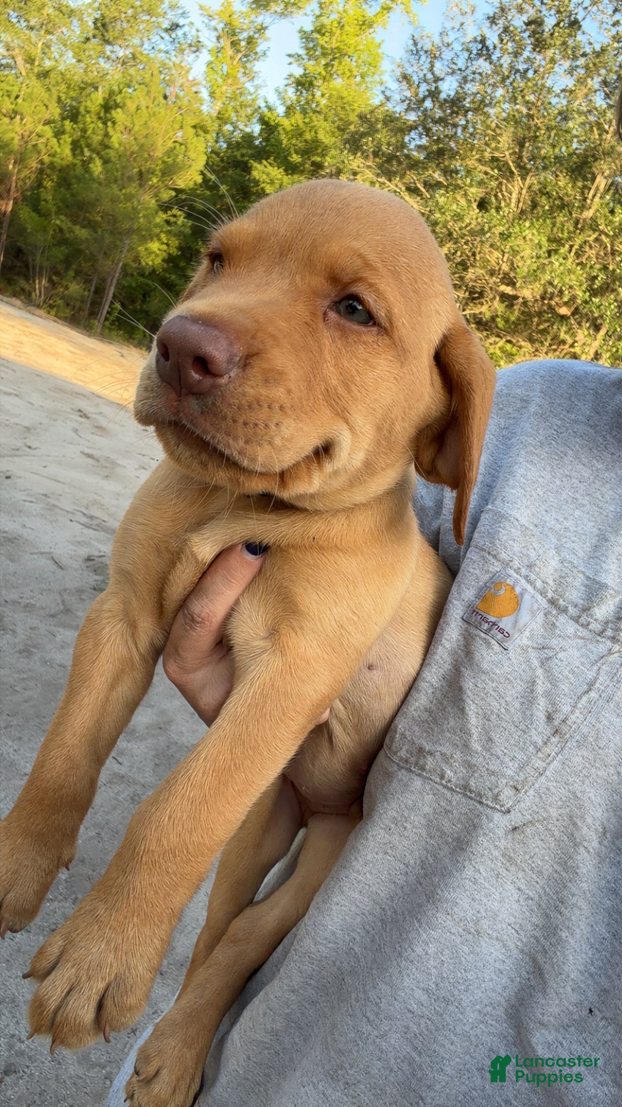 Labrador Retriever dogs Blue Male - Ad 2