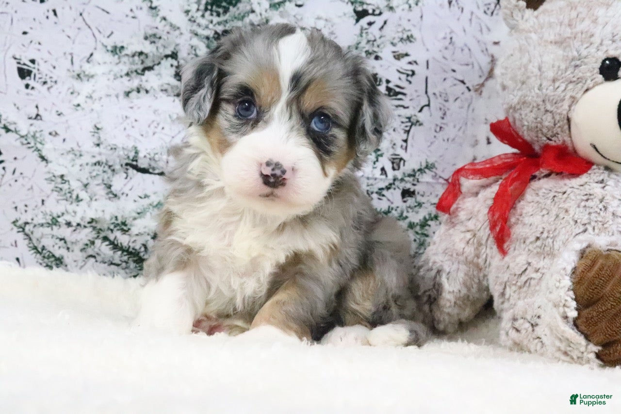 Bernedoodle dogs Derbie - Ad 12