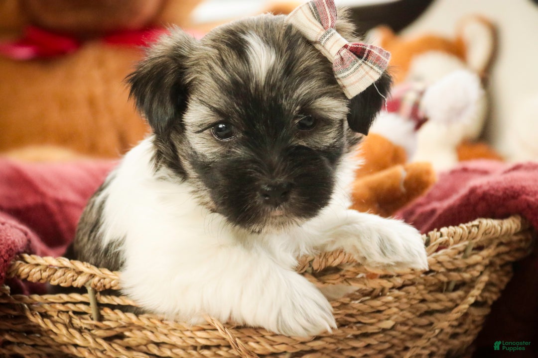 Havanese dogs for sale: Sugar - Ad 3