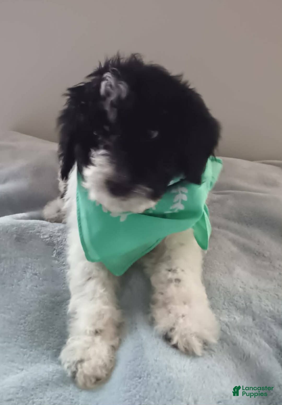 Goldendoodle dogs Koda Bear  - Ad 30