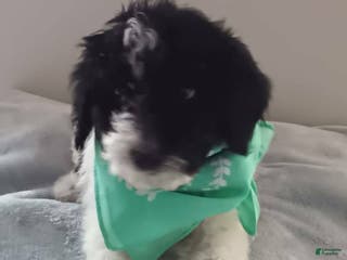 Goldendoodle dogs Koda Bear - Ad 30