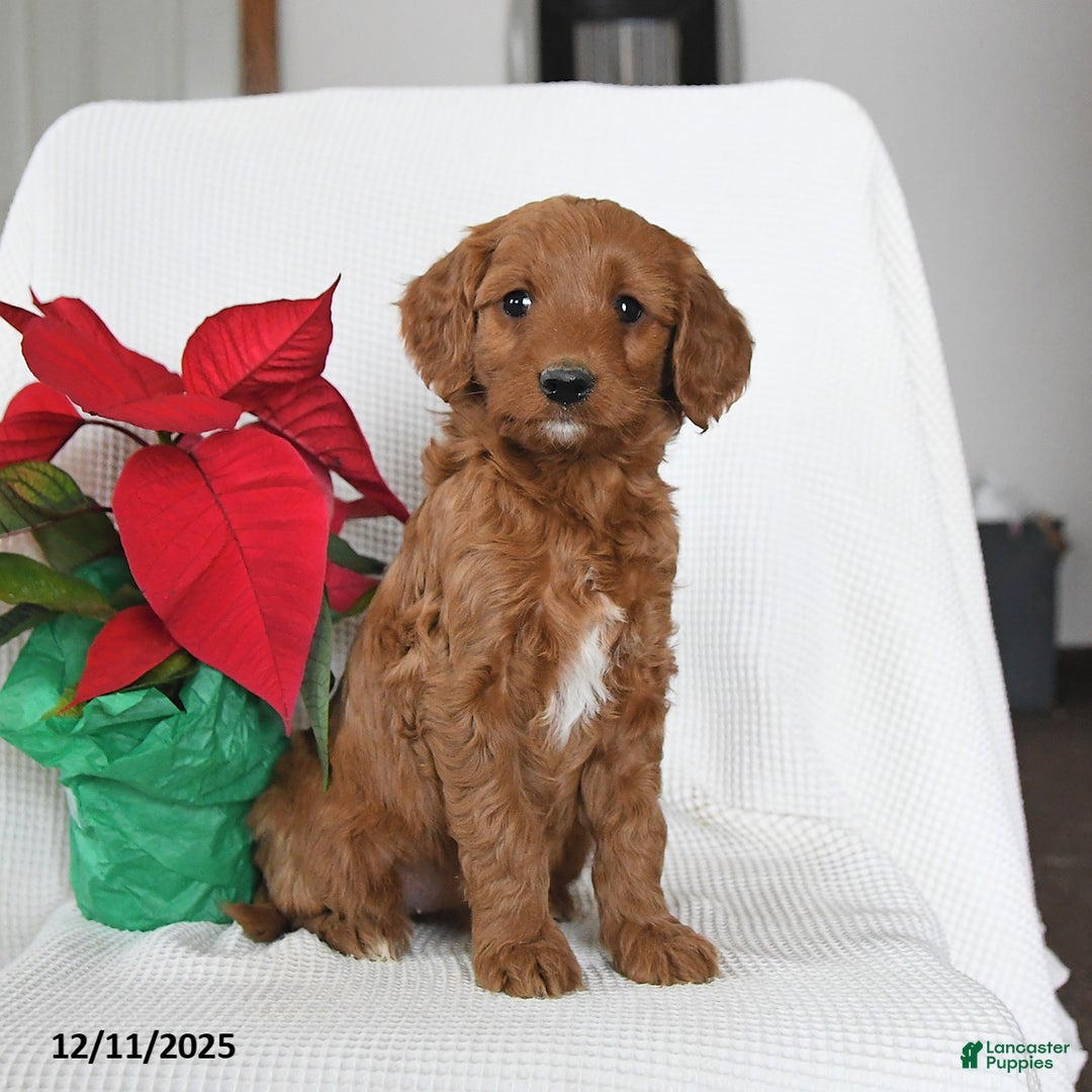 Mini Goldendoodle dogs for sale: Pumpkin - Ad 2