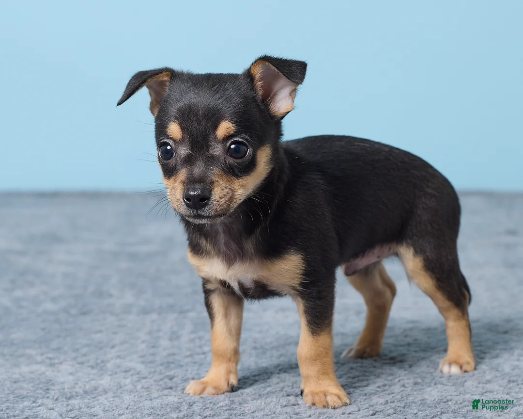 Chihuahua dogs for sale: Sammy - Ad 5