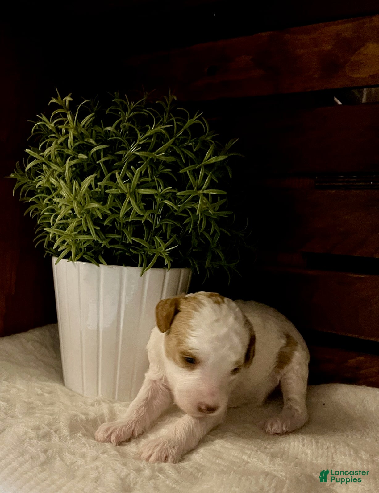 Miniature Poodle dogs Cappuccino - Ad 2