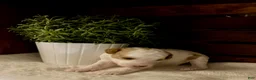 Miniature Poodle dogs for sale: Cappuccino - Ad 2