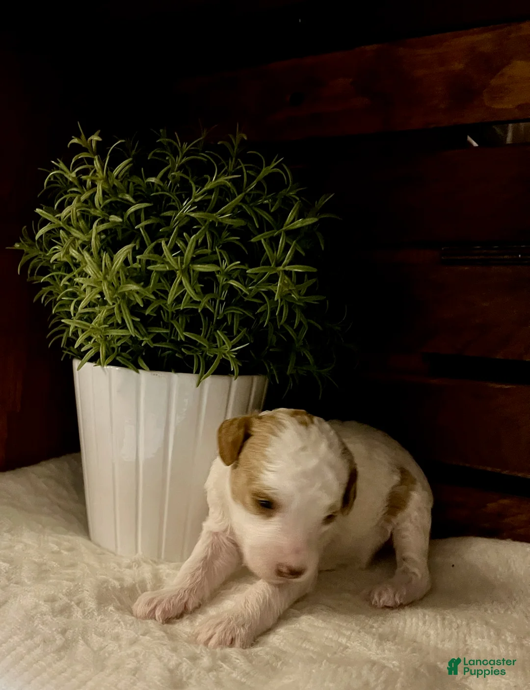 Miniature Poodle dogs for sale: Cappuccino - Ad 2