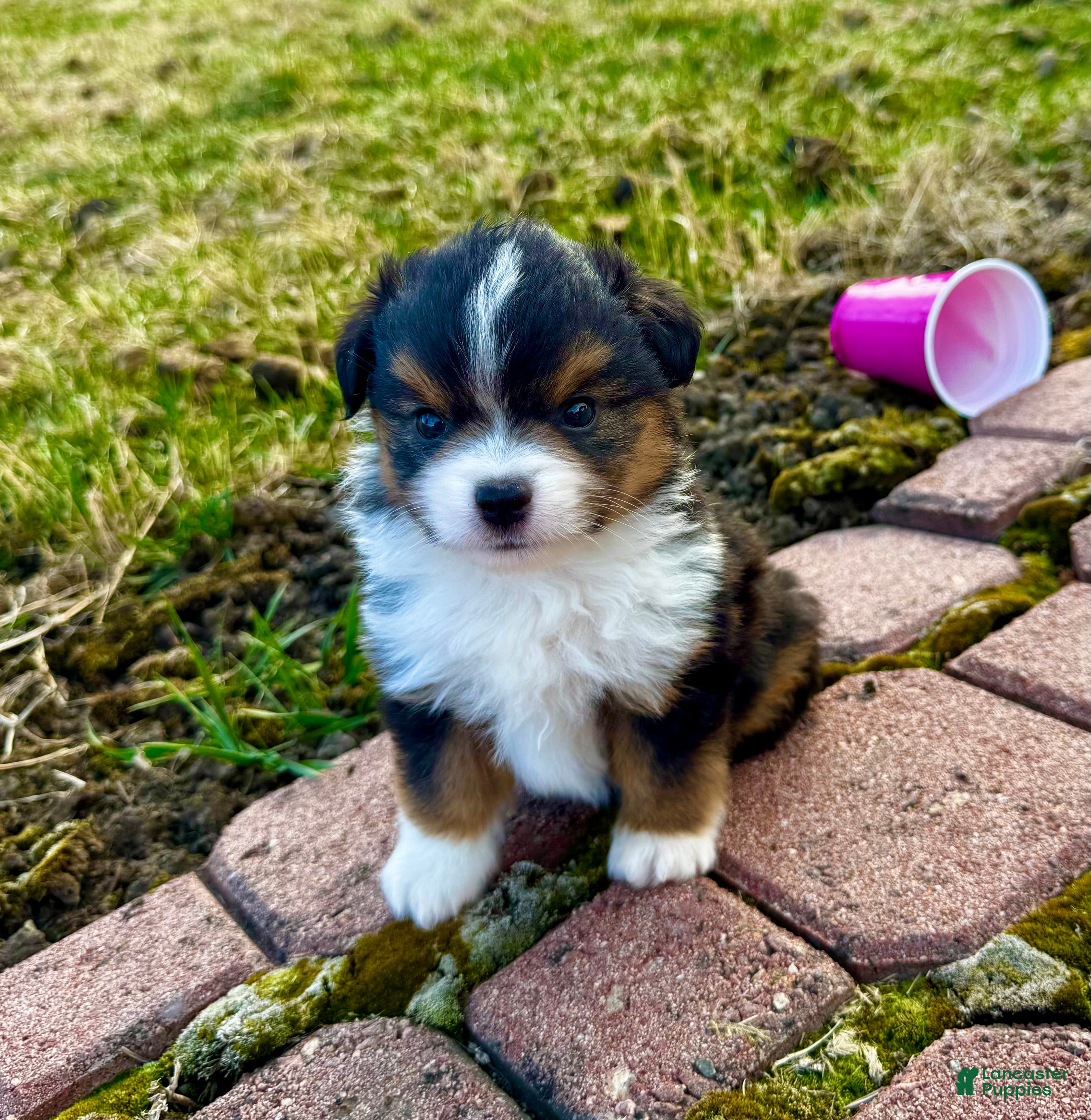 Miniature Australian Shepherd dogs for sale: Zuki - Ad 3