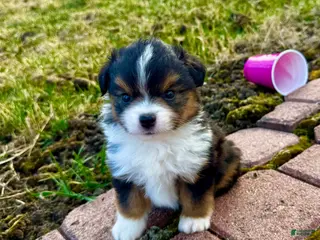 Miniature Australian Shepherd dogs for sale: Zuki - Ad 3