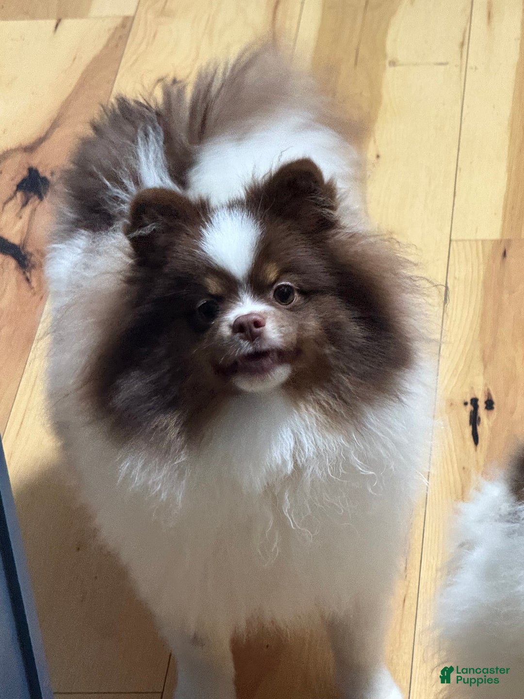 Pomeranian dogs for sale: Pomeranian Puppy 1 - Ad 5