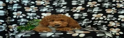 Cockapoo dogs for sale: Nikos Hypoallergenic - Ad 8