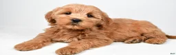 Mini Goldendoodle dogs for sale: Chloe - Ad 2