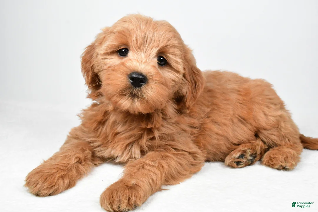 Mini Goldendoodle dogs for sale: Chloe - Ad 2