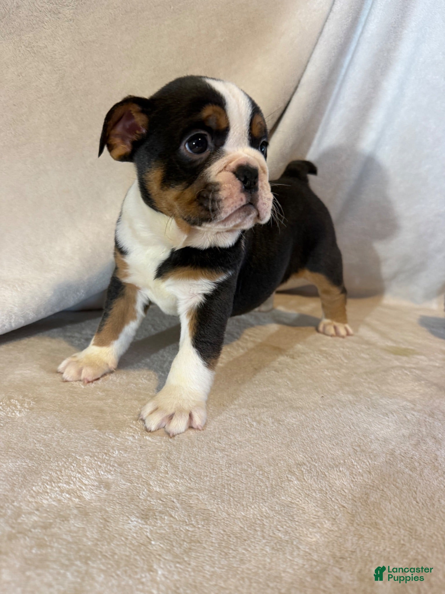 English Bulldog dogs Ying yang  - Ad 2