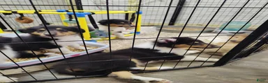 Collie 4