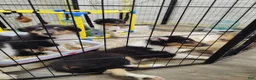 Collie dogs for sale: Collie 4 - Ad 1