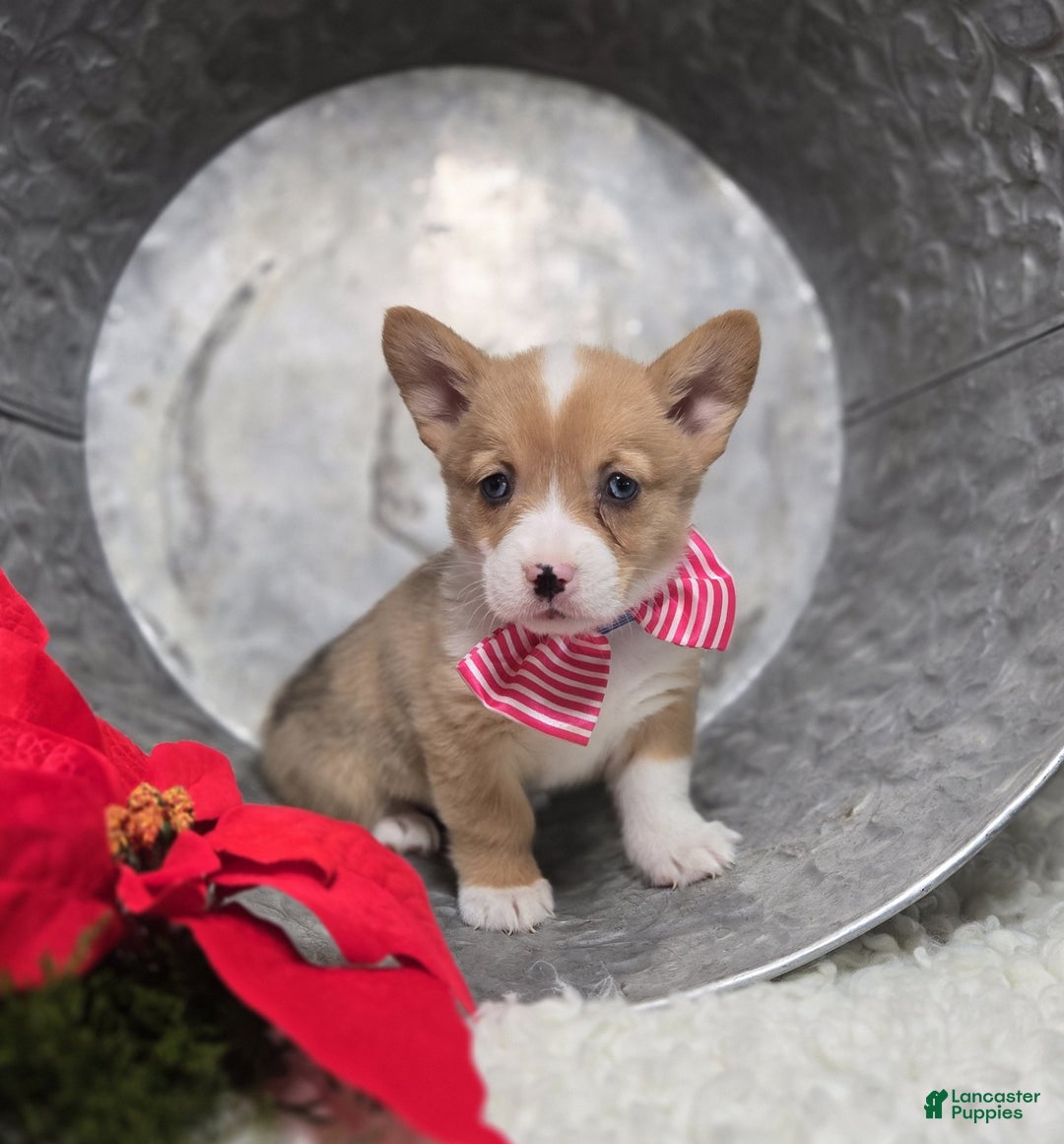 Welsh Corgi Pembroke dogs for sale: Lily - Ad 1