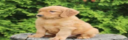 Mixed Breed dogs for sale: Willy  - Ad 4