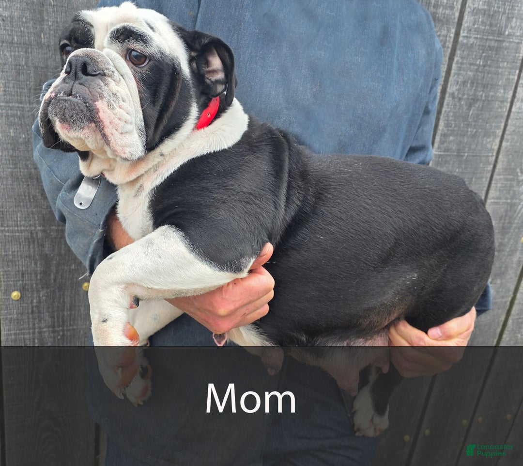 English Bulldog dogs for sale: Buster - Ad 9