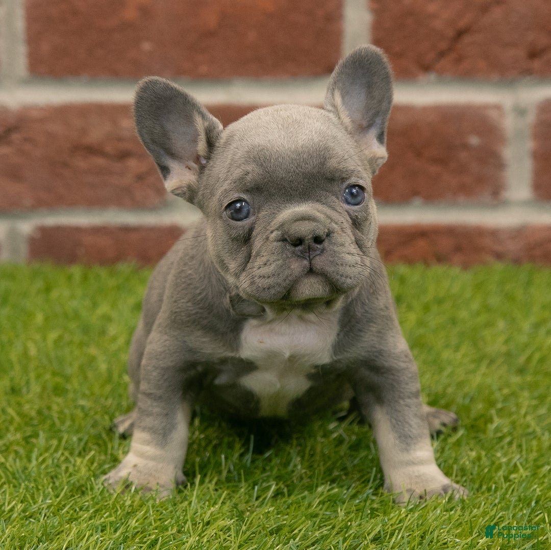 French Bulldog dogs for sale: Luna - Ad 3