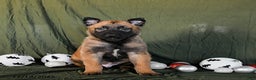 Belgian Malinois dogs for sale: Oreo - Ad 2