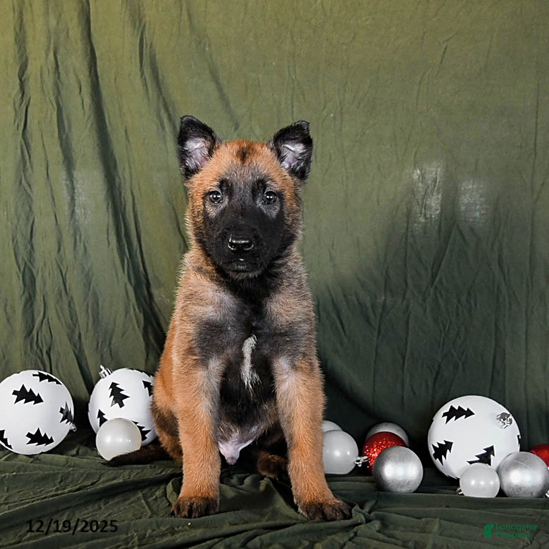Belgian Malinois dogs for sale: Oreo - Ad 2