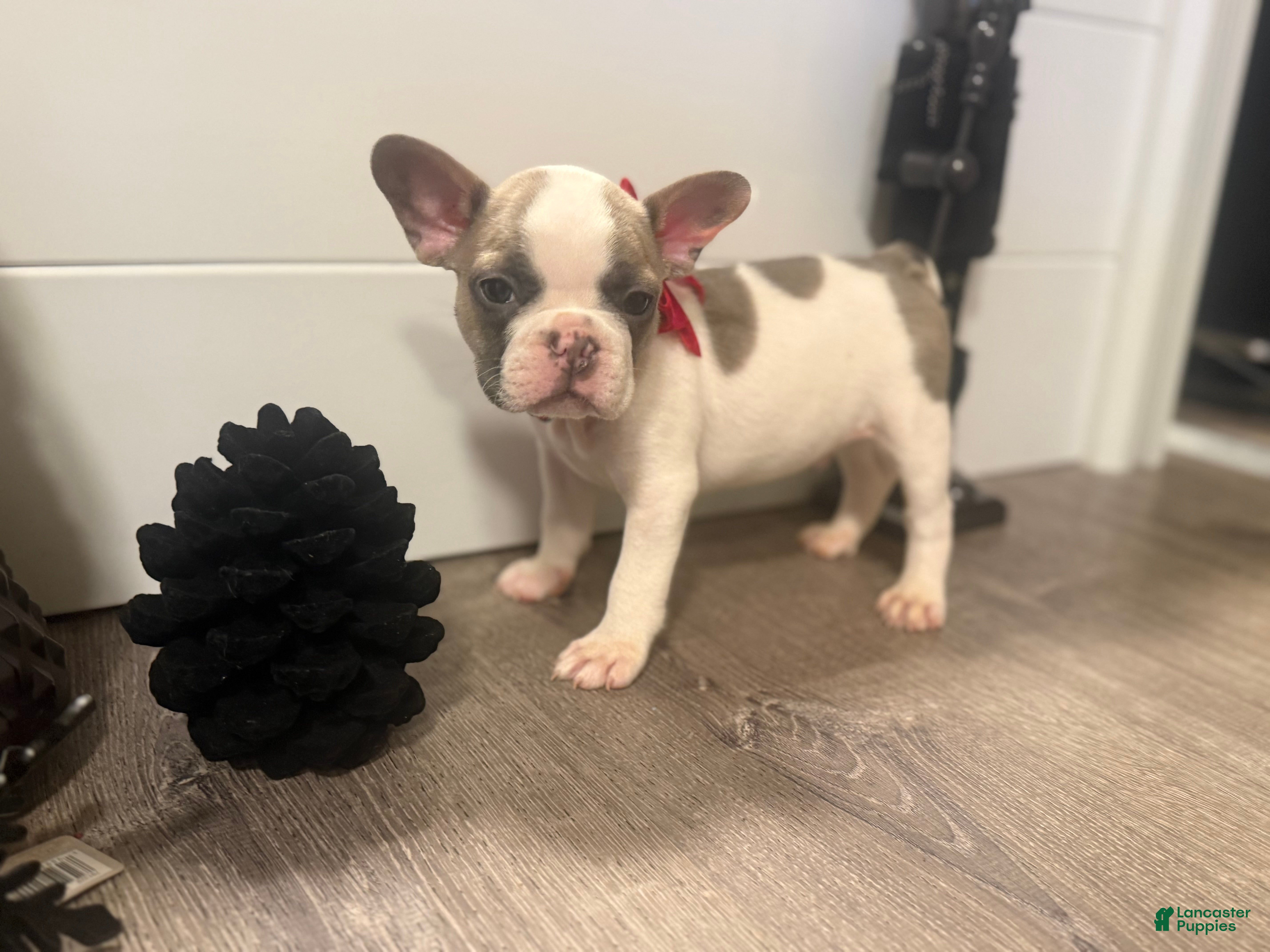 French Bulldog dogs French Bulldog Puppy 4 - Ad 13