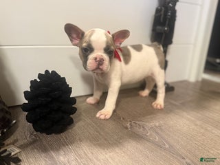 French Bulldog dogs French Bulldog Puppy 4 - Ad 13