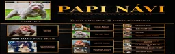 American Bully dogs for sale: Solid female - Ad 13