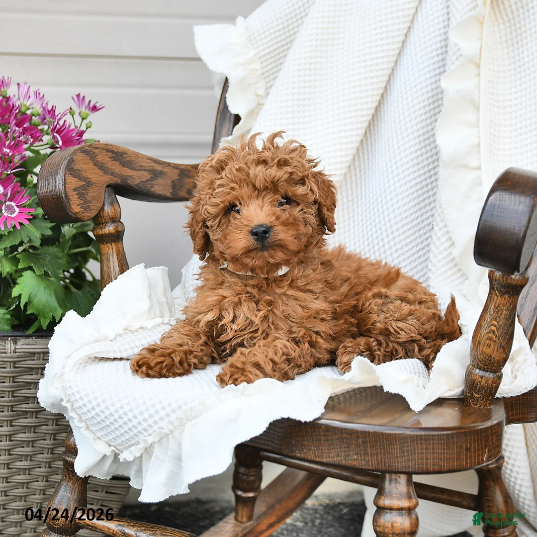 Miniature Poodle dogs for sale: Tootsie - Ad 3