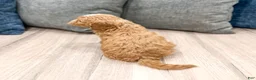 Cavapoo dogs for sale: Buddy - Ad 5