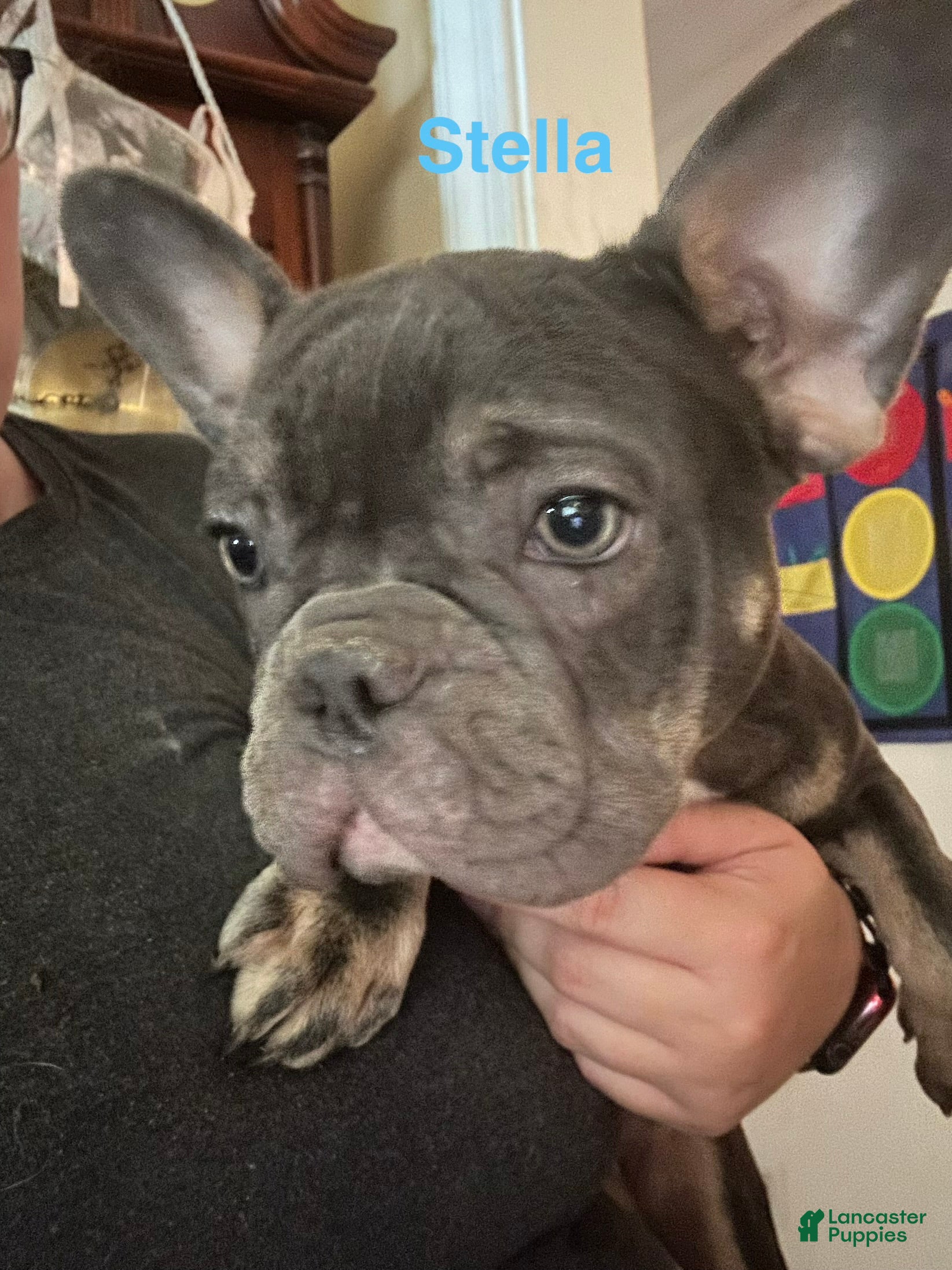 Stella_Female