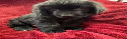 Newfoundland dogs for sale: Newfoundland 3 - Ad 1