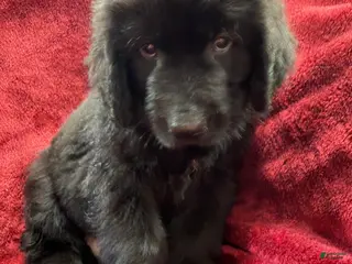 Newfoundland dogs for sale: Newfoundland 3 - Ad 2