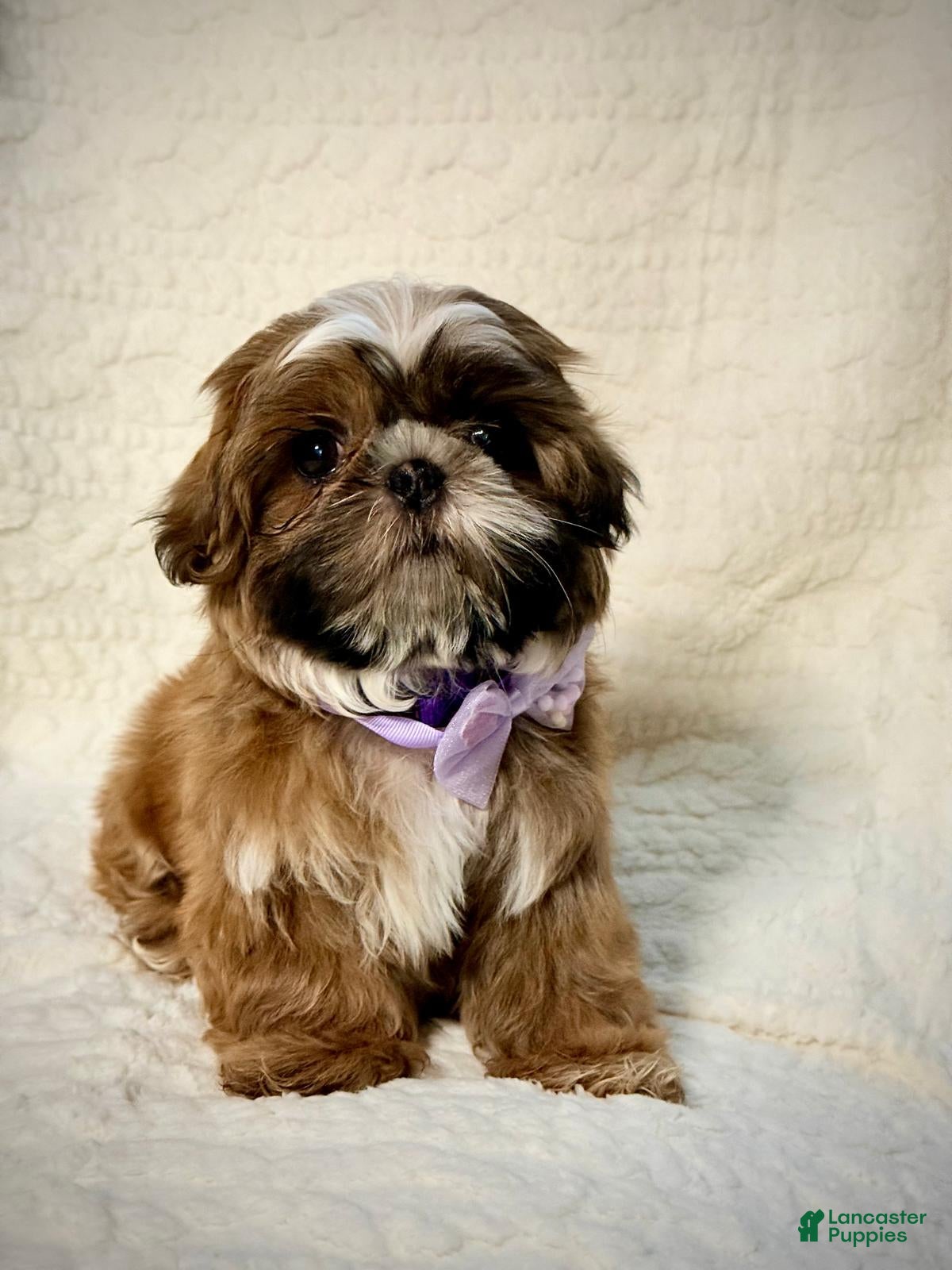 Shih Tzu dogs for sale: "Twin A" Shih Tzu Puppy 3 - Ad 2
