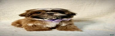 "Twin A" Shih Tzu Puppy 3