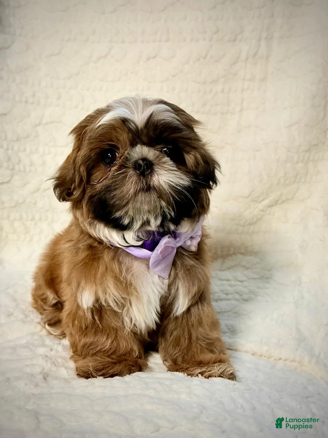 Shih Tzu dogs for sale: "Twin A" Shih Tzu Puppy 3 - Ad 1