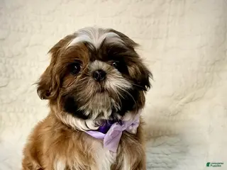 Shih Tzu dogs for sale: "Twin A" Shih Tzu Puppy 3 - Ad 2