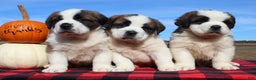Saint Bernard dogs for sale: Mittens - Ad 6