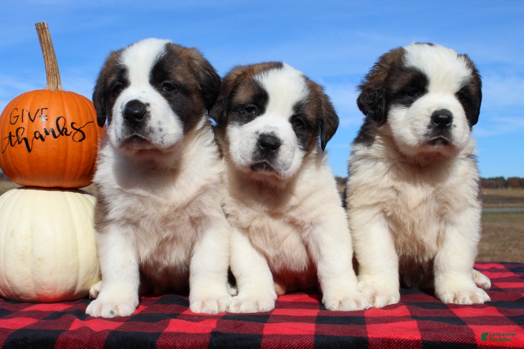 Saint Bernard dogs for sale: Mittens - Ad 6