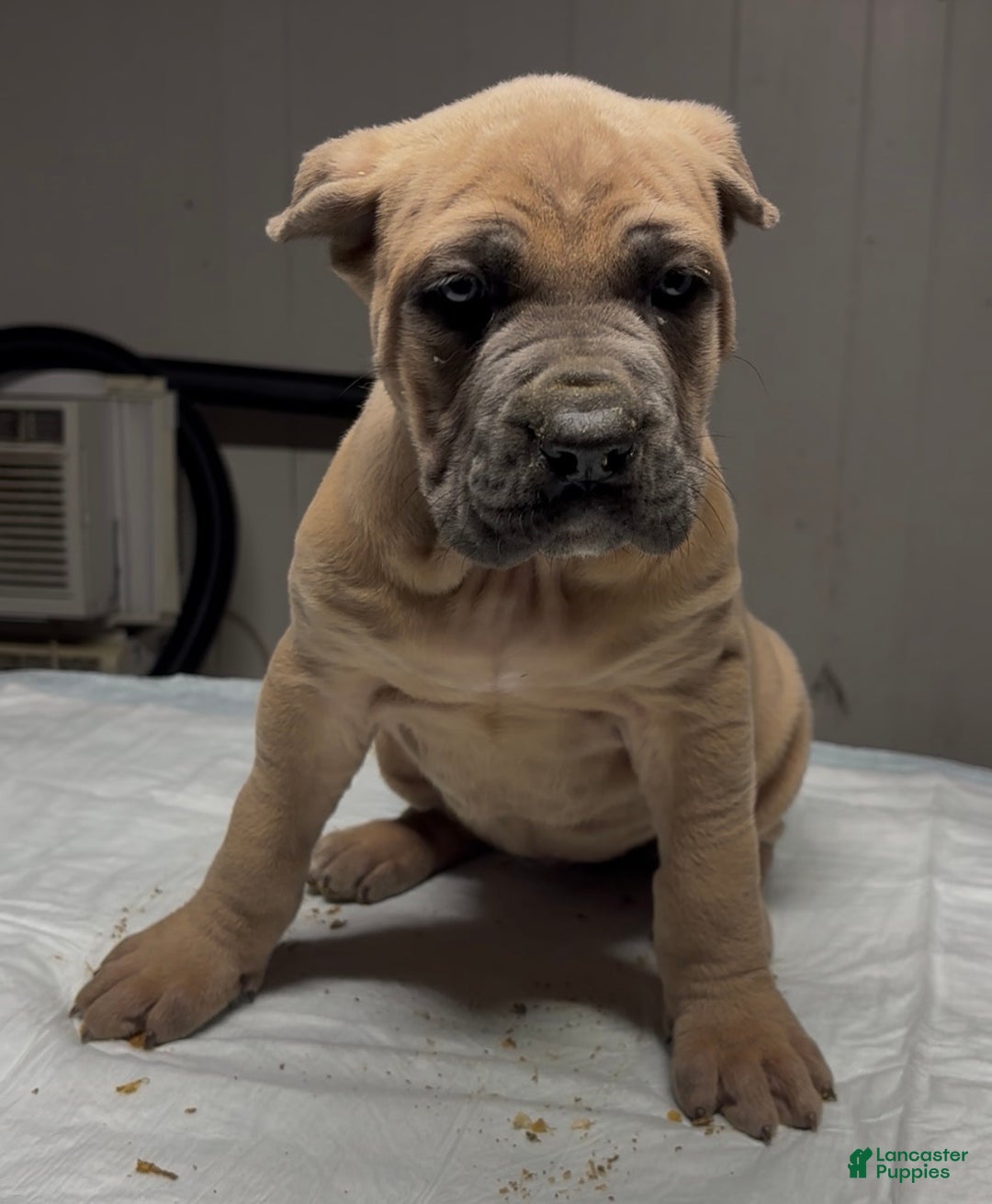 Cane Corso dogs for sale: Cane Corso Puppy 2 - Ad 1