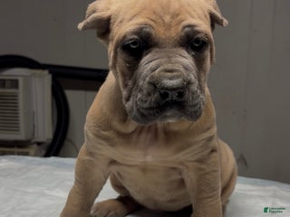 Cane Corso dogs Cane Corso Puppy 2 - Ad 37