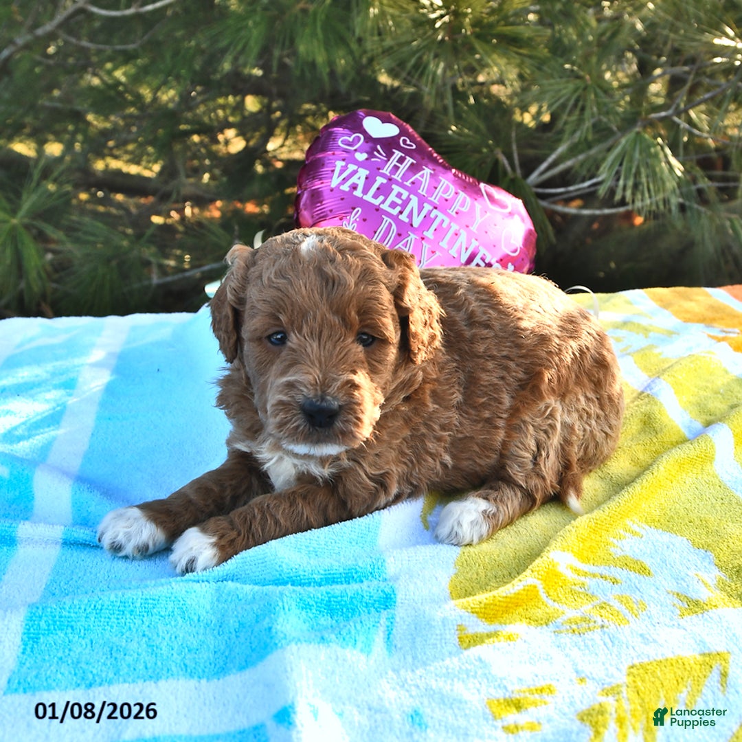 Mini Goldendoodle dogs for sale: Oprah - Ad 4