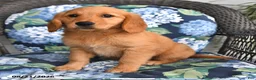 Golden Retriever dogs for sale: Pippa - Ad 4