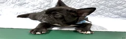 Mixed Breed dogs for sale: Bingo - Ad 4