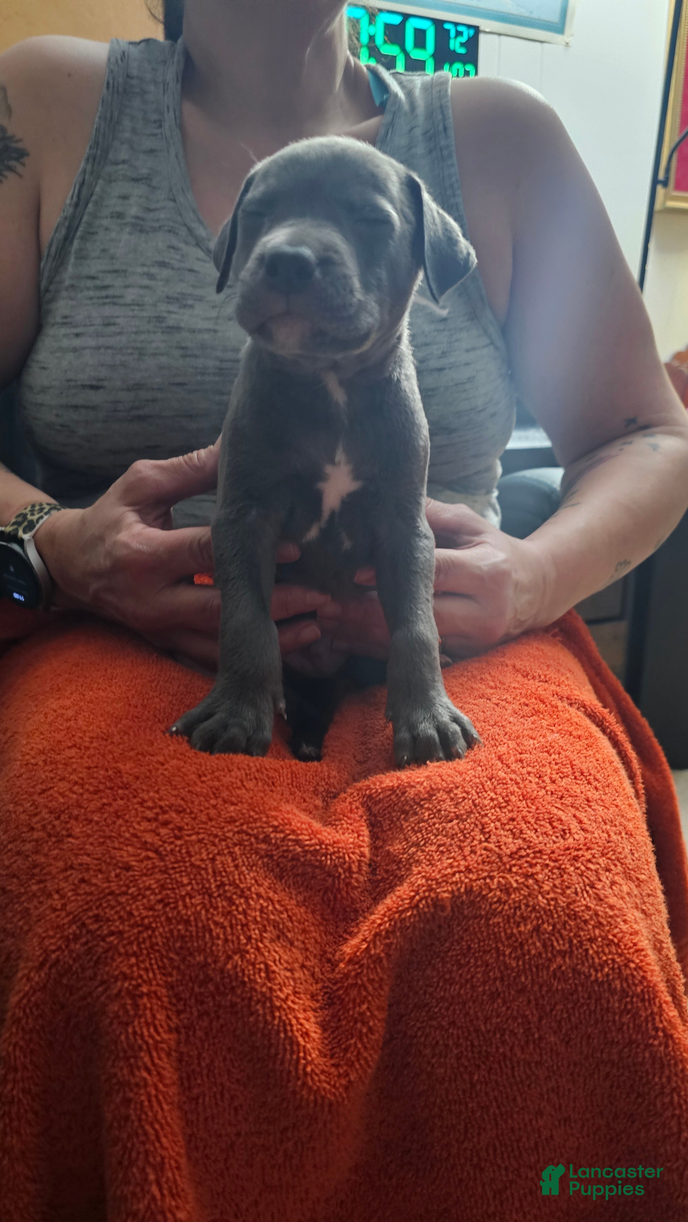 American Pit Bull Terrier dogs Blue Nose Pitbul Jax - Ad 31