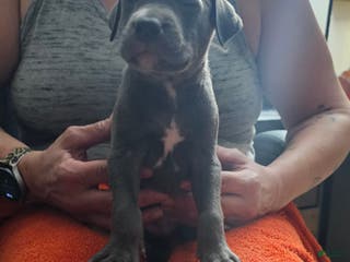 American Pit Bull Terrier dogs for sale: Blue Nose Pitbul Jax - Ad 2