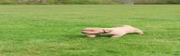 Labrador Retriever dogs for sale: Willow - Ad 3
