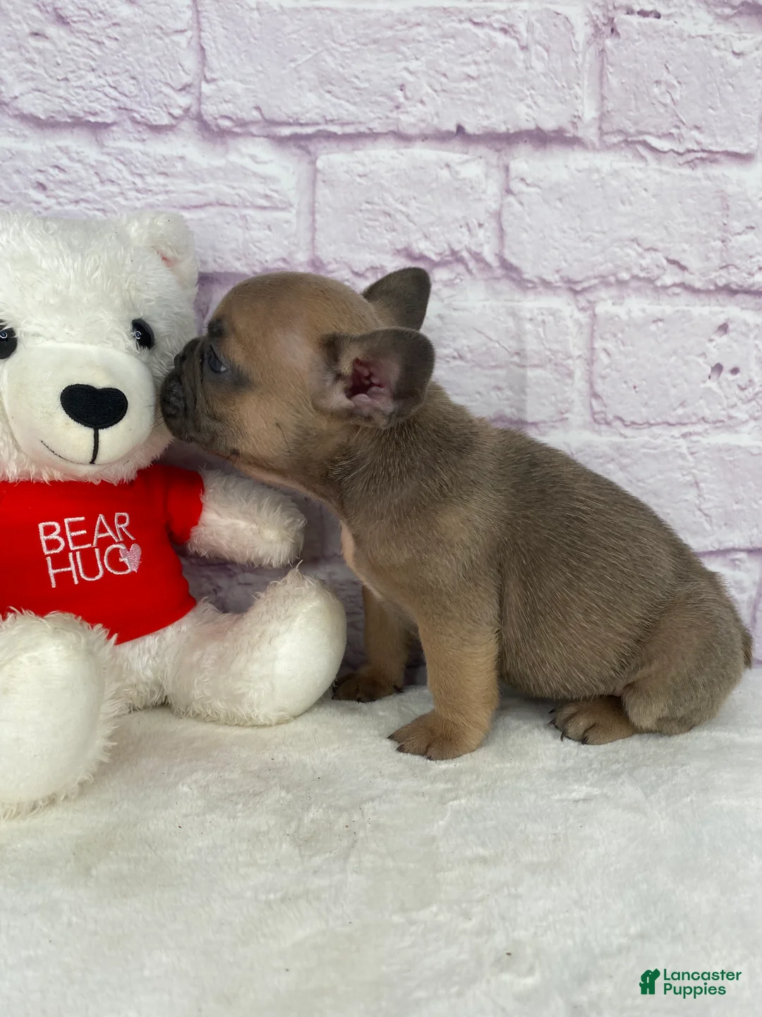 French Bulldog dogs for sale: Sady - Ad 7