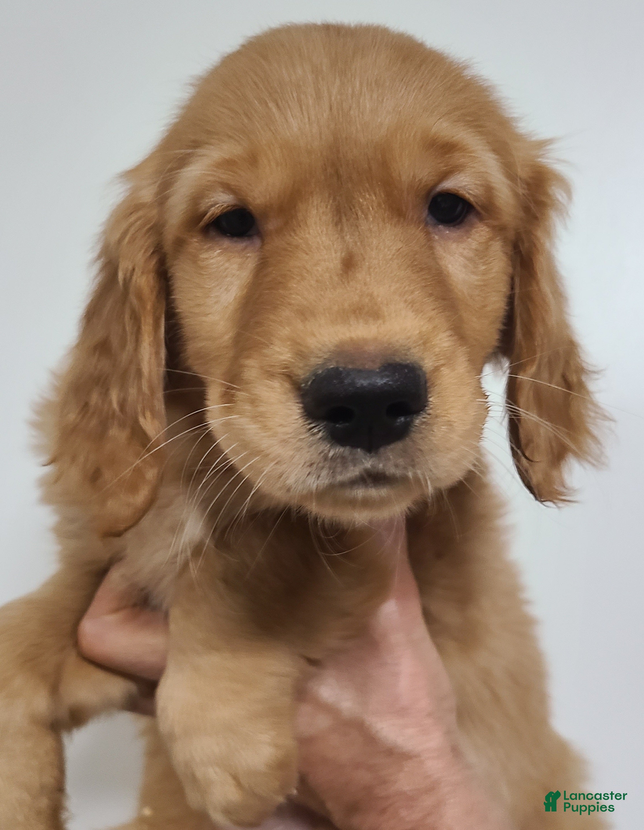 Golden Retriever dogs Bobby - Ad 2