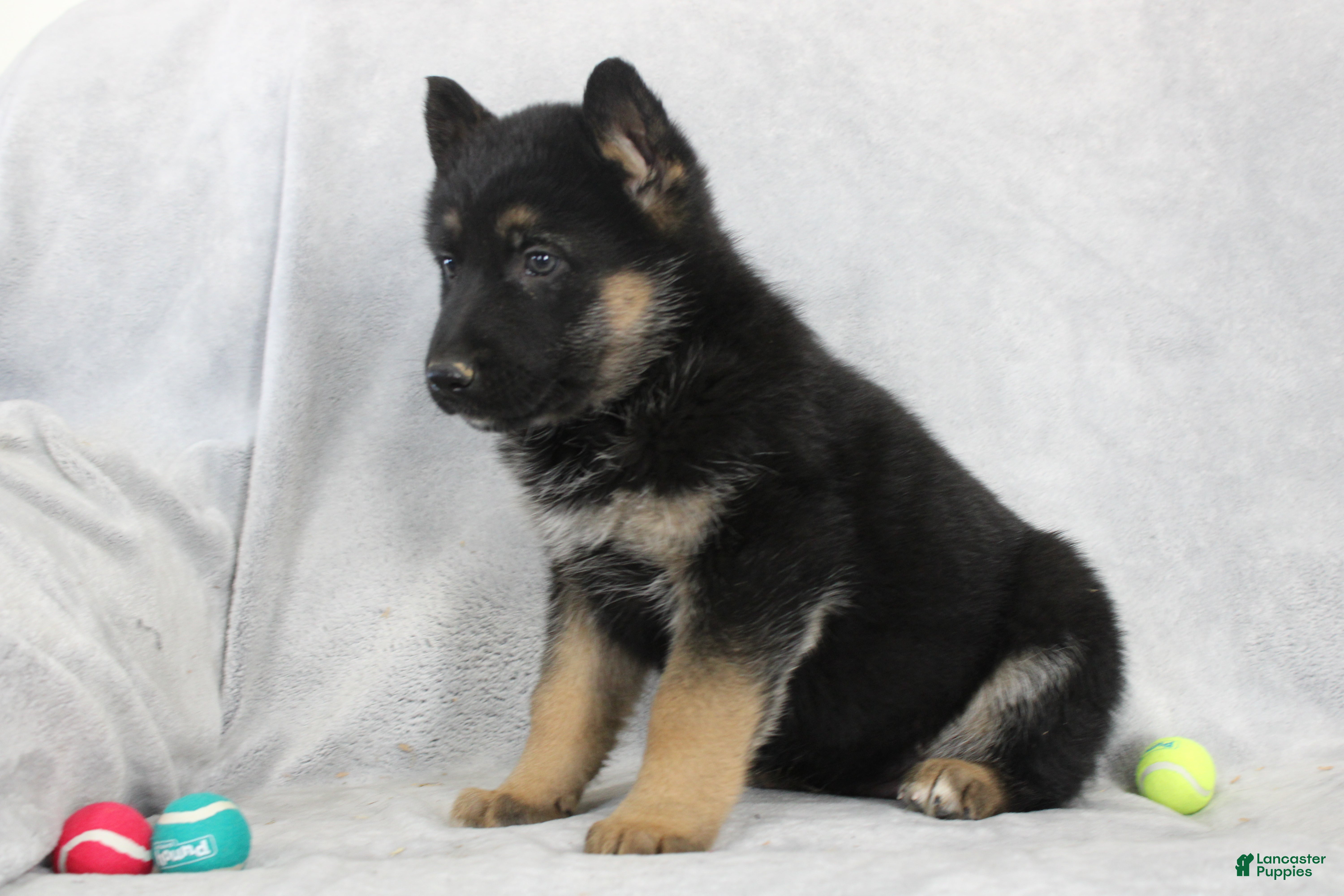 German Shepherd dogs Cody - Ad 2